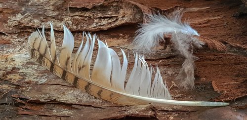 still life  feather  hunting