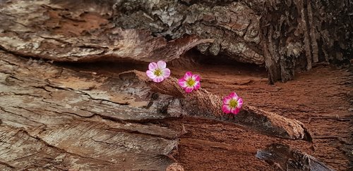 still life  nature  wood