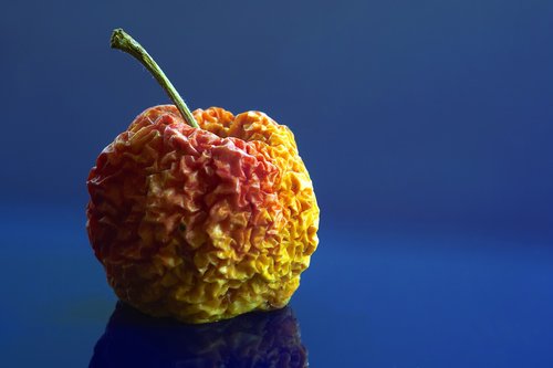 still life  apple  fruit