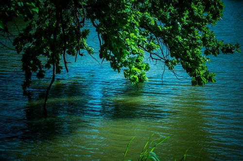 still life  lake  water