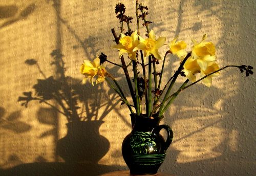 still life light shadow daffodil bouquet
