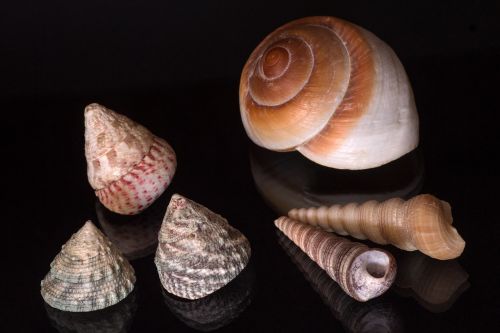 still life mussels mirroring