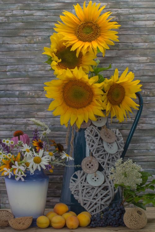 still life sunflower flowers