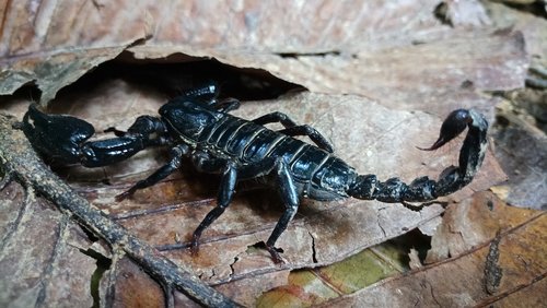 sting  scorpio  thailand