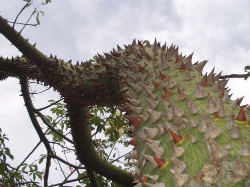 sting pointed plant