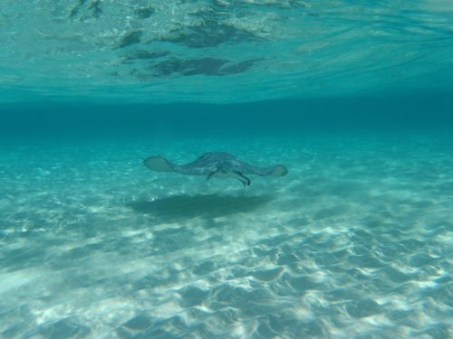 sting ray underwater grand cayman