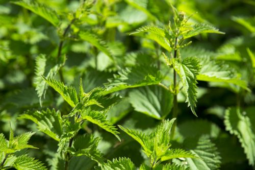 Stinging Nettle