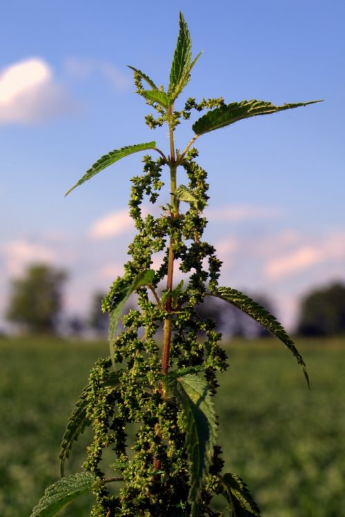 stinging nettle herb weed