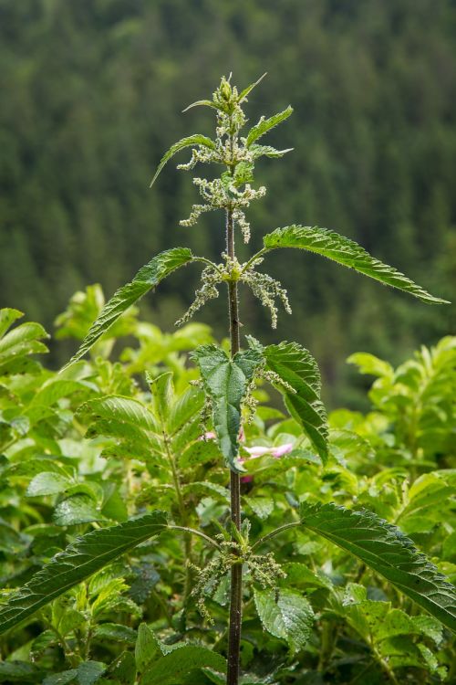 stinging nettle wild plant urticaceae