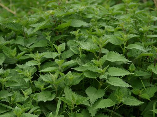 stinging nettle weed urtica