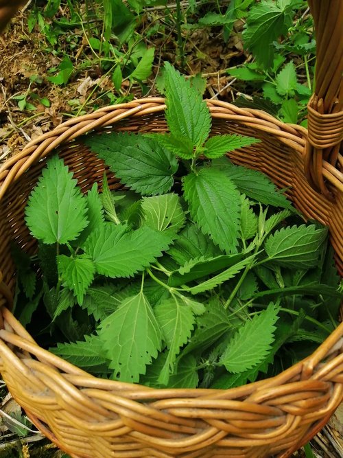 stinging nettle  nettle  green