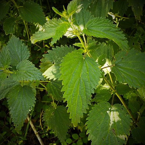 stinging nettle nature in the free