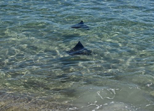 stingray fish migration