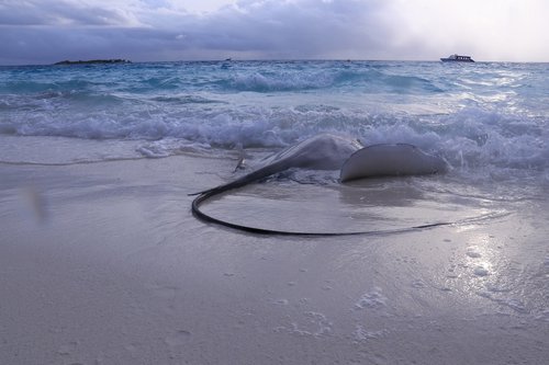 stingray  fish  beach