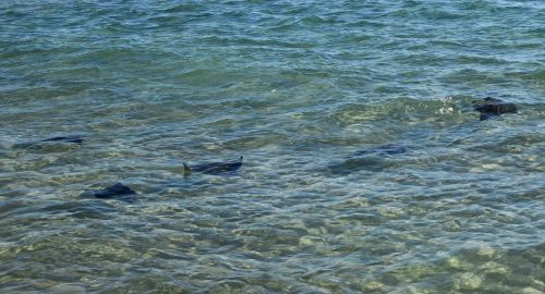 stingrays in the surf stingray fish