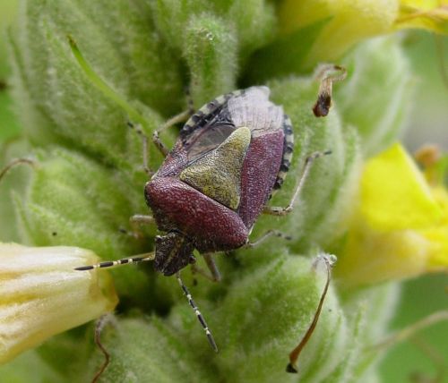 stink bug bug insect