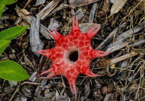 stink horn fungus brown