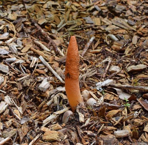Stinkhorn Fungus Grouping Mutinus Elegans Fruiting Bodies Mushroom Fungi Free Image From Needpix Com