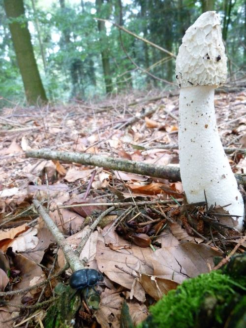 stinkmorchel morel mushroom