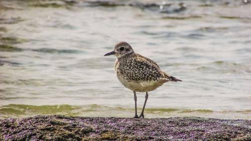 stint grey seabird