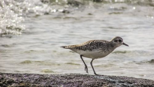 stint grey seabird