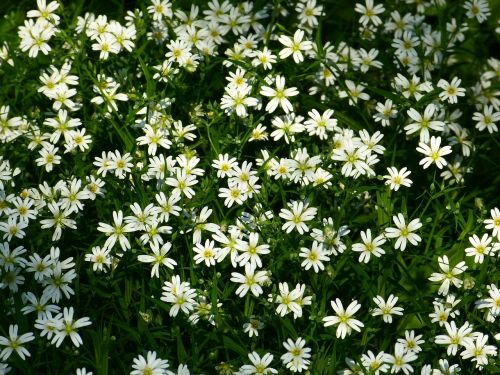 stitchwort flowers white