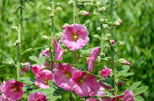 stock rose mallow flower