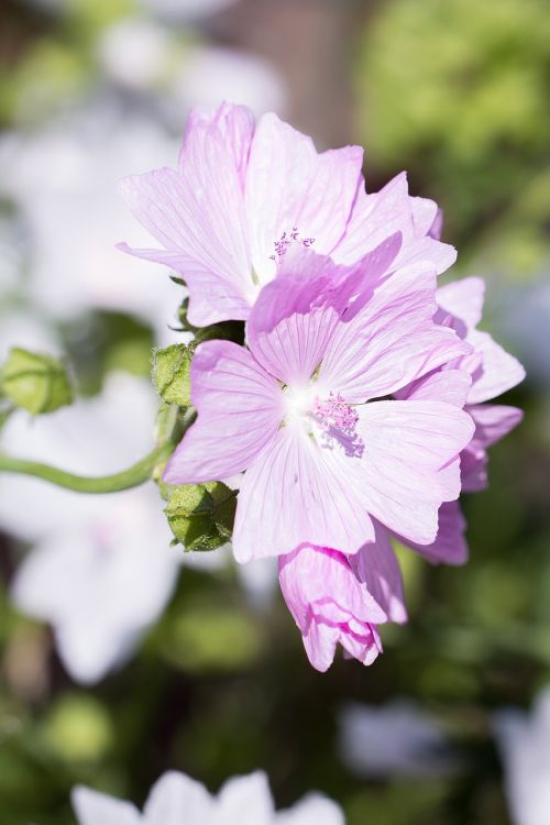 stock rose pink flower