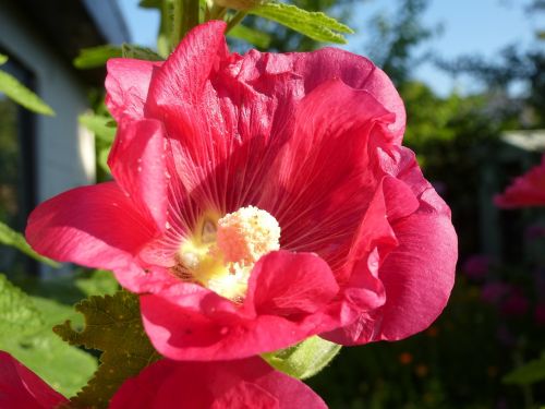 stock rose flowers summer