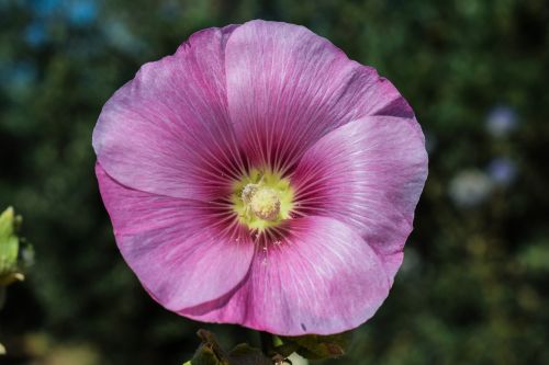 stock rose mallow flower