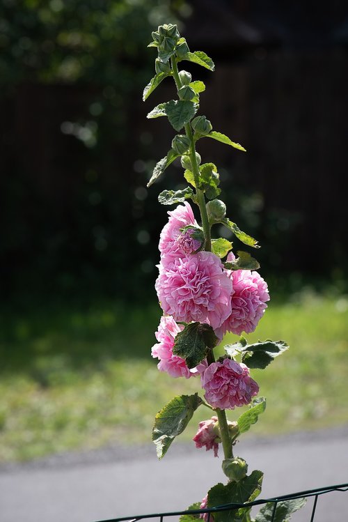 stock rose  flower  pink hollyhock