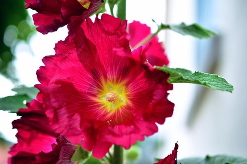 stock rose  hollyhock  poplar garden rose