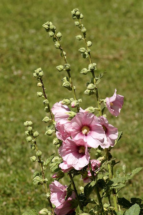stock rose  common peony  blossom