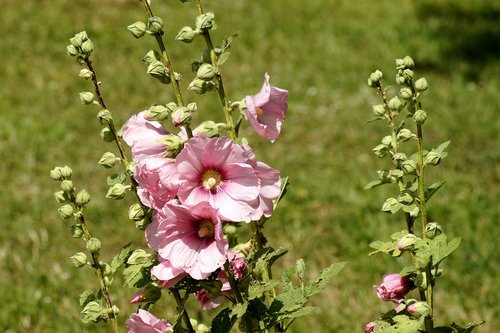 stock rose  common peony  blossom