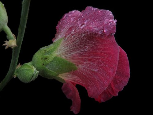 stock rose  pink  flower