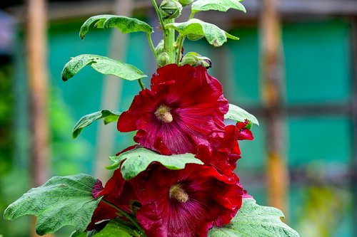 stock rose  red  mallow