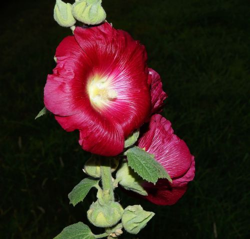 stock rose blossom bloom