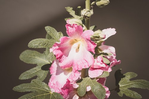 stock rose  flower  plant