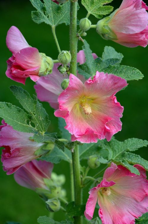 stock rose mallow flowers