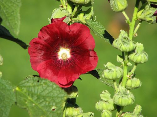 stock rose mallow red