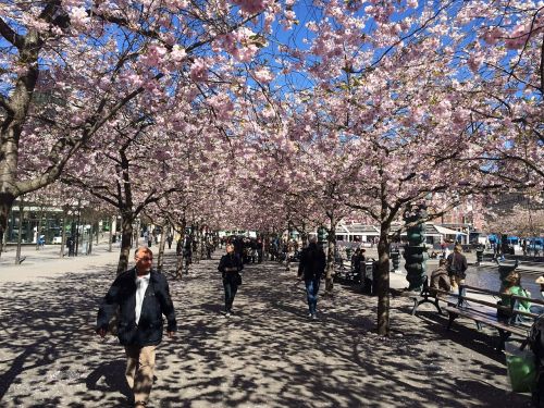 stockholm spring bloom