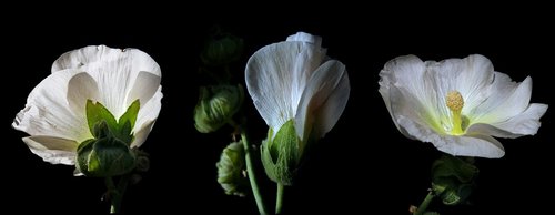 stokrose  mallow  white blossom