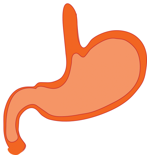 stomach anatomy human body