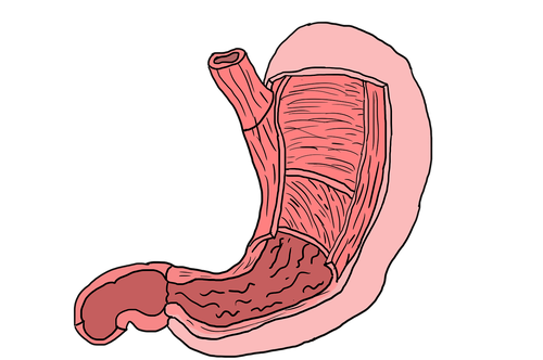 stomach  muscles  muscle layers