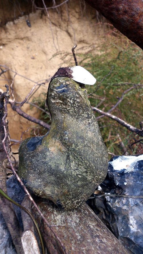 stone bird beach