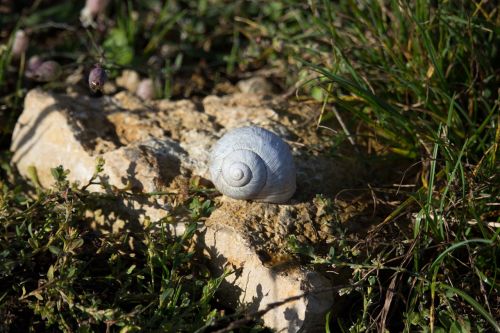 shell snail stone