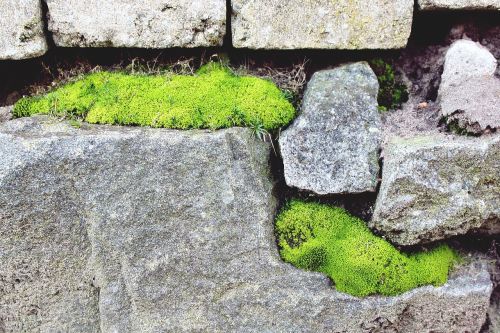 stone stone wall moss