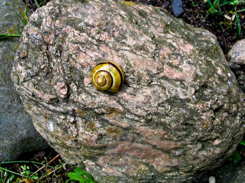 stone nature shell