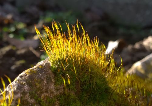 stone moss nature