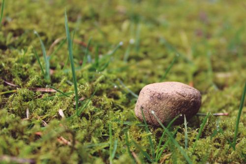 stone ground mossy